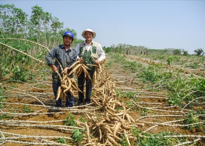 Các ứng dụng của tinh bột khoai mì trong thực phẩm